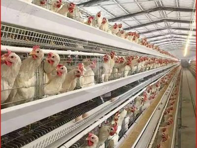 Kandang Ayam Petelur di Purwojati, Banyumas