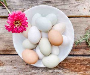 Ayam Petelur Tidak Produksi di Buluspesantren, Kebumen