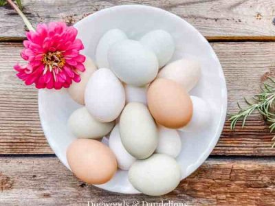 Ayam Petelur Tidak Produksi di Buluspesantren, Kebumen