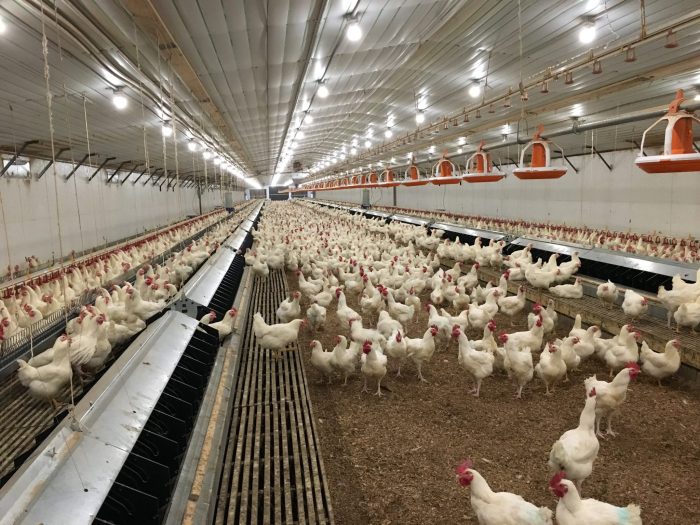 Grup Peternak Broiler di Kedung Banteng, Banyumas