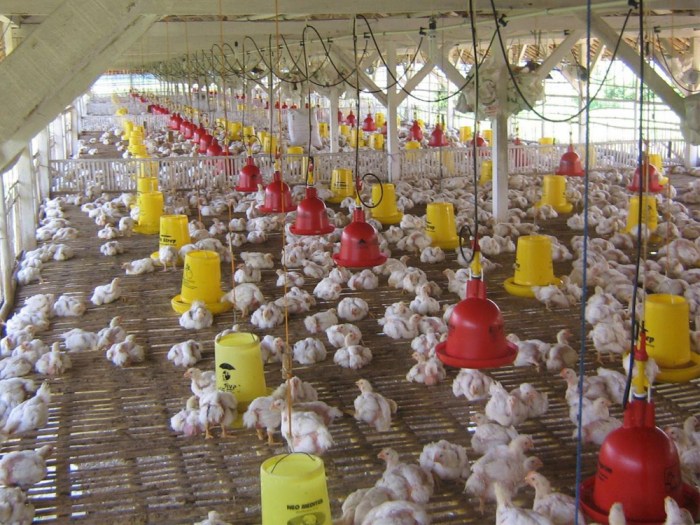 Ayam Broiler Sakit di Pakuncen, Banyumas