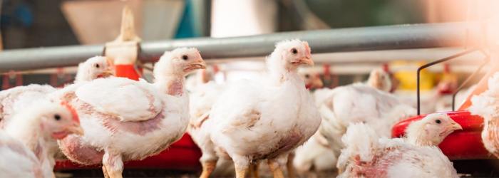 Grup Peternak Broiler di Jatilawang, Banyumas
