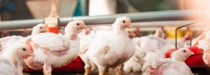 Grup Peternak Broiler di Jatilawang, Banyumas Berkembang Pesat