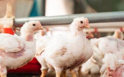Grup Peternak Broiler di Jatilawang, Banyumas