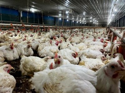 Ternak Ayam Petelur di Purwokerto Barat, Banyumas