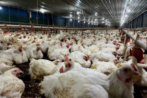 Grup Peternak Broiler di Purwodadi, Purworejo Berinovasi
