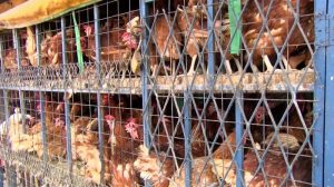 Harga Ayam Hari Ini di Karanganyar, Kebumen Terbaru