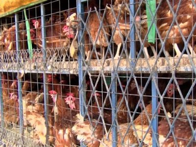 Harga Ayam Hari Ini di Karanganyar, Kebumen