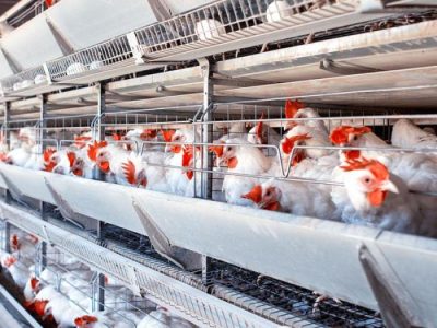 Ternak Ayam Petelur di Banyumas, Kabupaten Banyumas