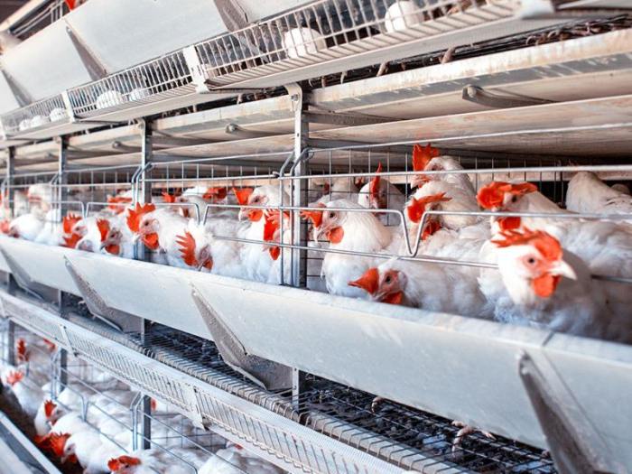 Ternak Ayam Petelur di Banyumas, Kabupaten Banyumas