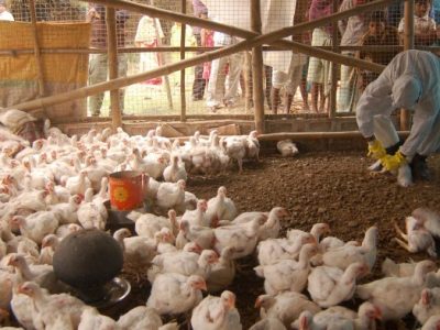 Ayam Broiler Mati di Poncowarno, Kebumen
