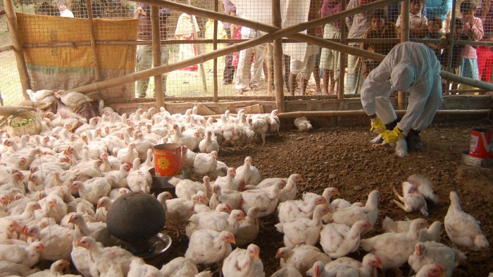 Ayam Broiler Mati di Poncowarno, Kebumen