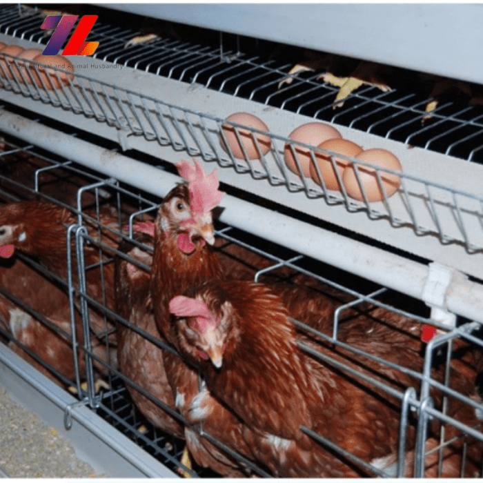 Kandang Ayam Petelur di Sempor, Kebumen