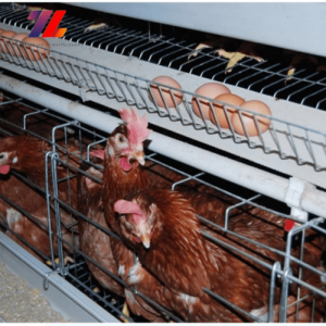 Kandang Ayam Petelur di Sempor, Kebumen yang Menjanjikan