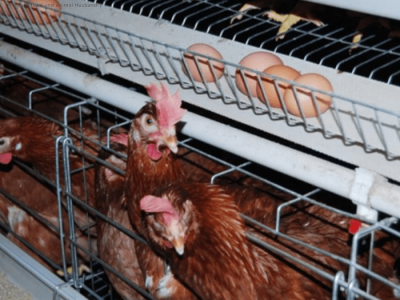 Kandang Ayam Petelur di Sempor, Kebumen