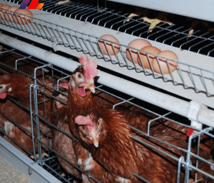 Kandang Ayam Petelur di Sempor, Kebumen