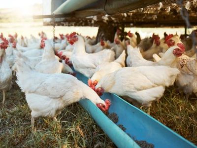 Ternak Ayam Pemula di Mirit, Kebumen