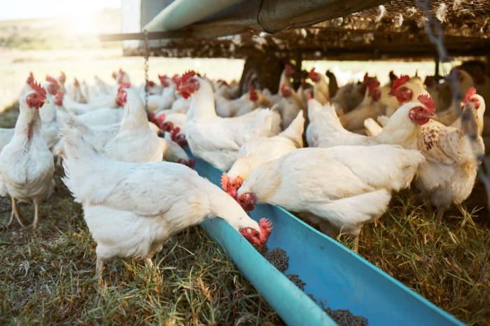 Ternak Ayam Modal Kecil di Kemranjen, Banyumas