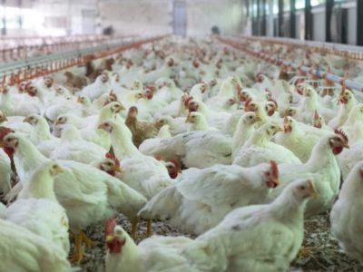 Alat Ternak Ayam di Pituruh, Purworejo