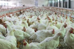 Modal Ternak Ayam di Buayan, Kebumen yang Menguntungkan