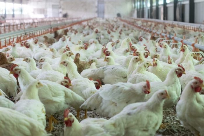 Modal Ternak Ayam di Buayan, Kebumen