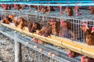 Bisnis Ayam Petelur di Purwodadi, Purworejo yang Menguntungkan