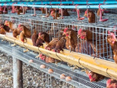 Modal Ternak Ayam di Sruweng, Kebumen