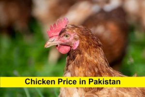 Harga Ayam Hari Ini di Purwokerto Selatan, Banyumas