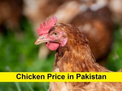 Harga Ayam Hari Ini di Purwokerto Selatan, Banyumas