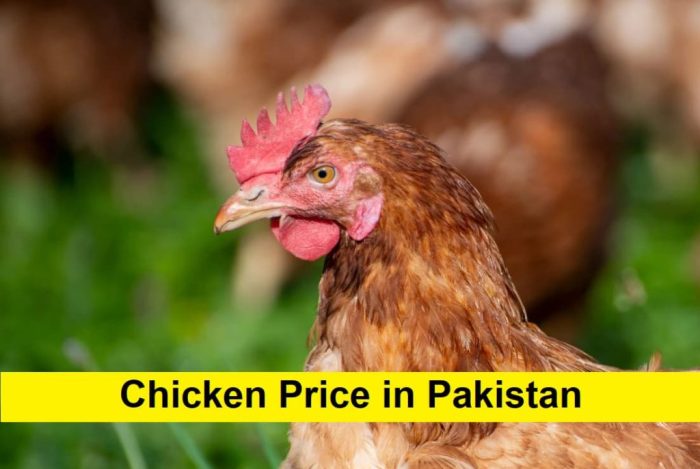 Harga Ayam Hari Ini di Purwokerto Selatan, Banyumas