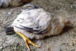Ayam Mati Mendadak di Loano, Purworejo Menjadi Sorotan