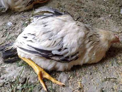 Ayam Mati Mendadak di Loano, Purworejo