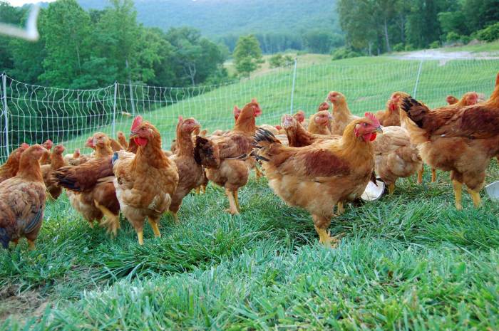 Ternak Ayam Organik di Sempor, Kebumen
