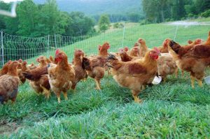 Ternak Ayam Organik di Sempor, Kebumen untuk Masa Depan