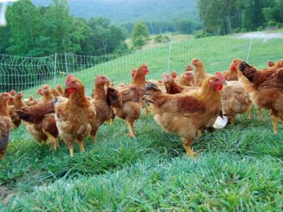 Ternak Ayam Organik di Sempor, Kebumen