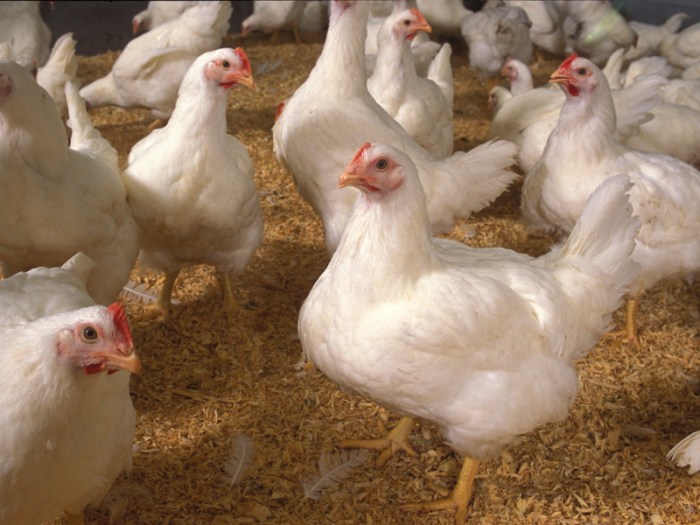 Ayam Cepat Besar di Kedung Banteng, Banyumas