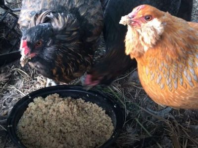 Pakan Fermentasi Ayam di Kemranjen, Banyumas