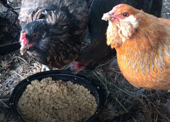 Pakan Fermentasi Ayam di Kemranjen, Banyumas
