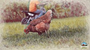 Keuntungan Ternak Ayam di Gumelar, Banyumas yang Menguntungkan