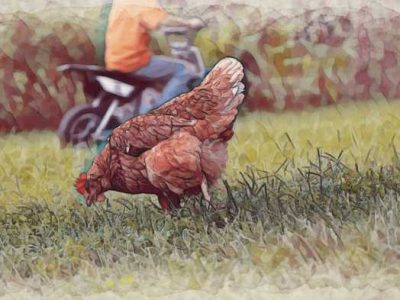 Keuntungan Ternak Ayam di Gumelar, Banyumas