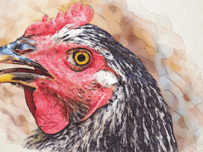 Ayam Stres di Rowokele, Kebumen