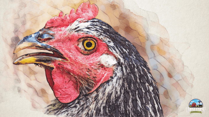 Ayam Stres di Rowokele, Kebumen
