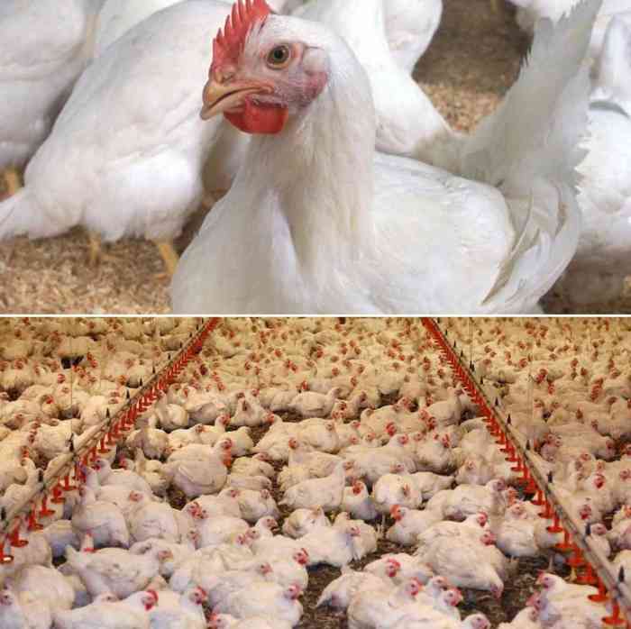 Usaha Ayam Broiler di Tambak, Banyumas