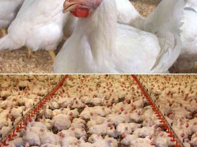 Usaha Ayam Broiler di Tambak, Banyumas