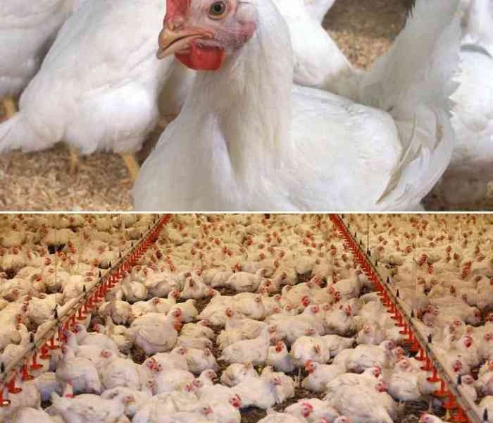 Usaha Ayam Broiler di Tambak, Banyumas