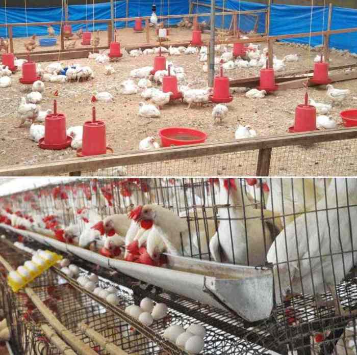Ternak Ayam Petelur di Petanahan, Kebumen