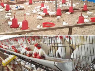 Ternak Ayam Petelur di Petanahan, Kebumen