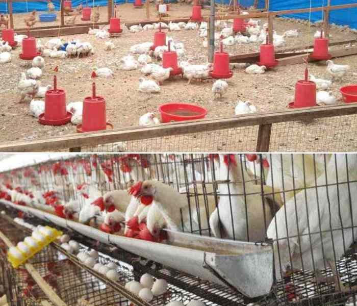 Ternak Ayam Petelur di Petanahan, Kebumen