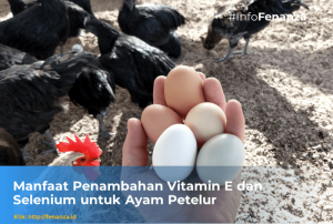 Vitamin Ayam Petelur di Buluspesantren, Kebumen
