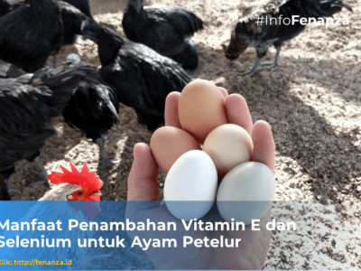 Vitamin Ayam Petelur di Buluspesantren, Kebumen